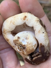 Russula crassotunicata