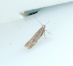 Bryotropha