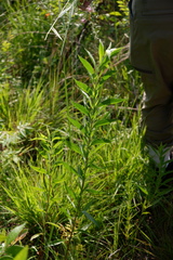 Eupatorium altissimum