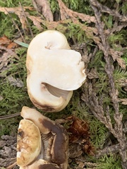 Russula crassotunicata