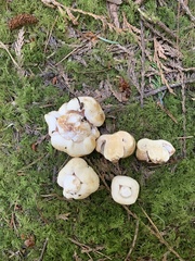 Russula crassotunicata