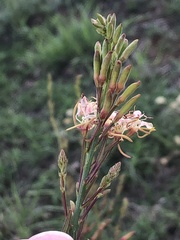 Oenothera cinerea