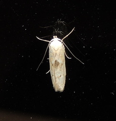 Blastobasis lacticolella