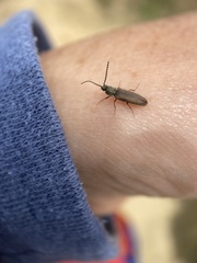 Campylomorphus serricornis