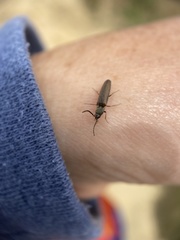 Campylomorphus serricornis