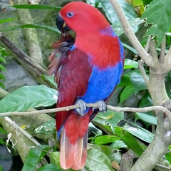 Eclectus roratus