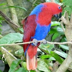 Eclectus roratus