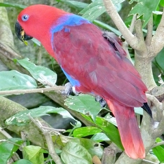 Eclectus roratus