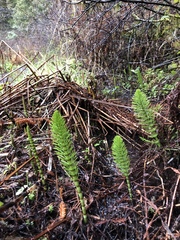 Equisetum telmateia