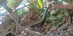 Marisora brachypoda