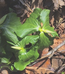 Trillium rugelii