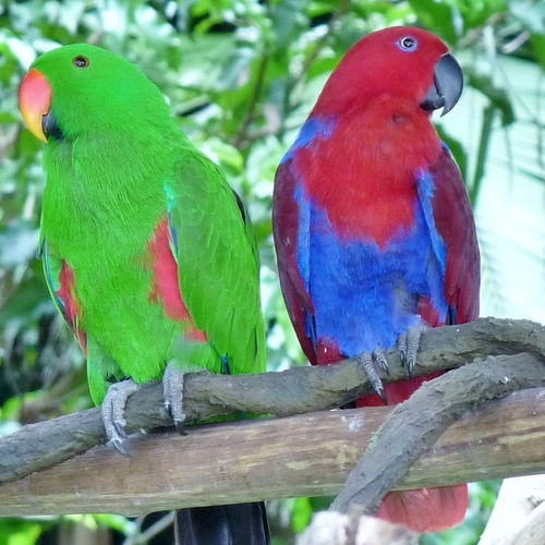 Eclectus Parrot (Bird Species Guide - Tetepare) · iNaturalist