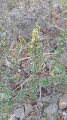 Baccharis flabellata