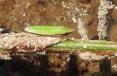 Draeculacephala antica