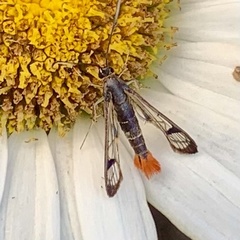 Synanthedon acerrubri