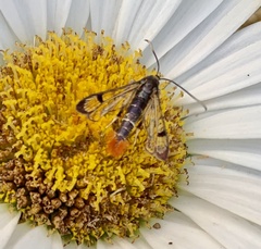 Synanthedon acerrubri