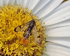 Synanthedon acerrubri