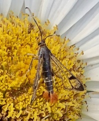 Synanthedon acerrubri