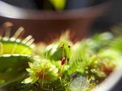 Dionaea
