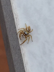 Metaphidippus emmiltus