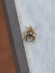 Metaphidippus emmiltus