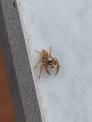 Metaphidippus emmiltus