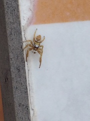 Metaphidippus emmiltus