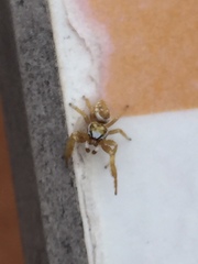 Metaphidippus emmiltus