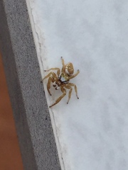 Metaphidippus emmiltus