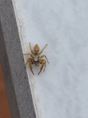 Metaphidippus emmiltus