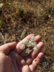 Perideridia bolanderi bolanderi