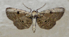 Tornos punctata