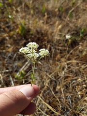Perideridia bolanderi bolanderi