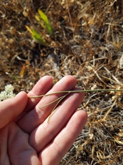 Perideridia bolanderi bolanderi