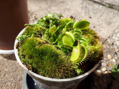 Dionaea