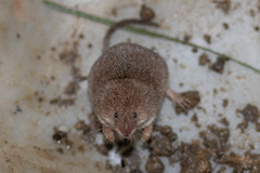 Sorex hoyi