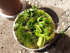 Dionaea