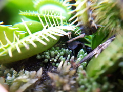 Dionaea
