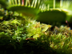 Dionaea