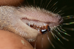 Sorex hoyi
