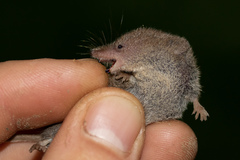 Sorex hoyi