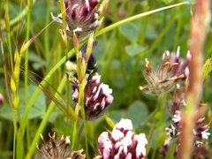 Trifolium dichotomum