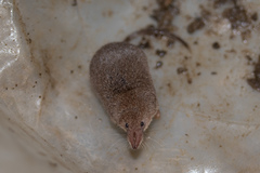 Sorex hoyi