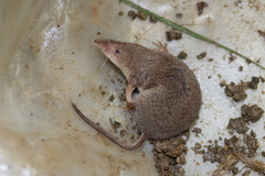 Sorex hoyi