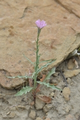 Stephanomeria runcinata