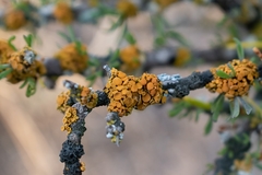 Xanthomendoza concinna