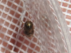 Clastoptera xanthocephala