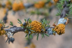 Xanthomendoza concinna