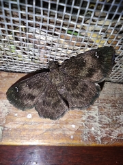 Staphylus ascalaphus