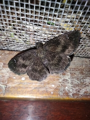 Staphylus ascalaphus